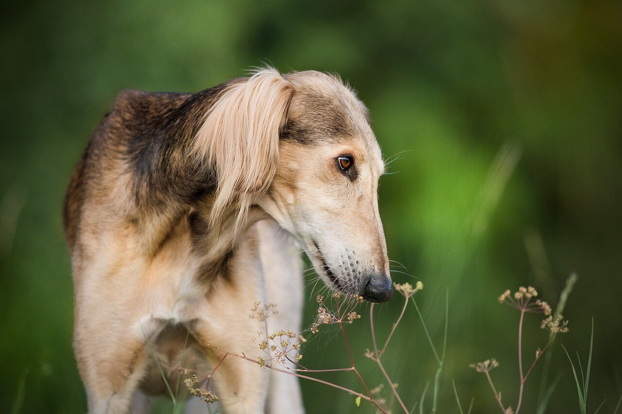 Dog Stomach Gurgling: Best 7 Health Tips!