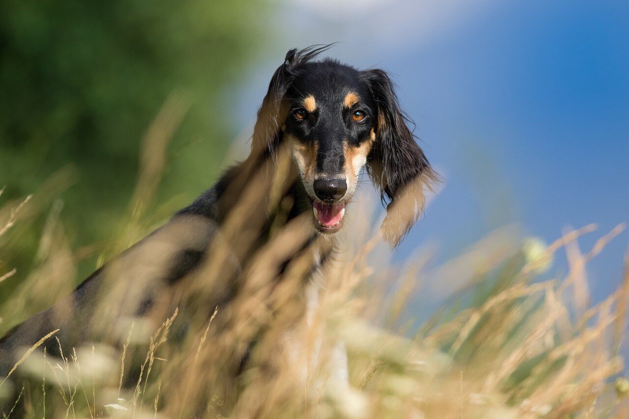 Reasons Not to Microchip Your Dog: Best 7 Expert Tips!