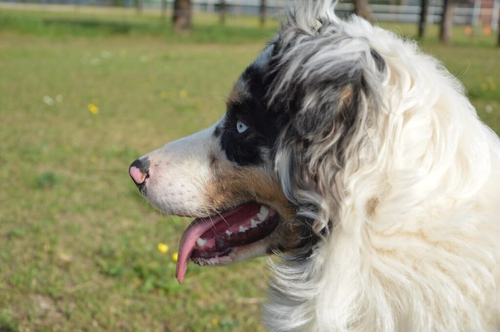 Farm Dog Breeds: Best 7 Expert Tips!