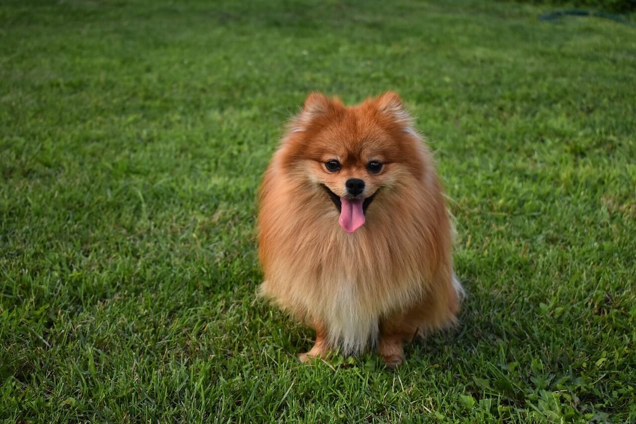 Dog Acne on Chin: Best 7 Health Tips!