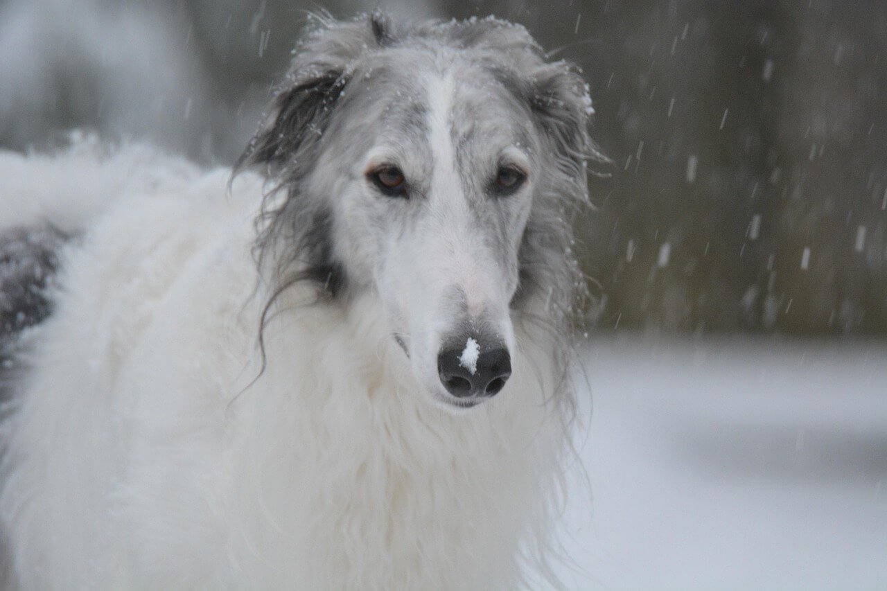 Stereotypical Dog Names: Best 7 Expert Tips!