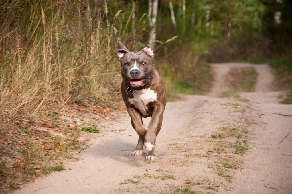 Dog Paw Fungus: Best 7 Health Tips!