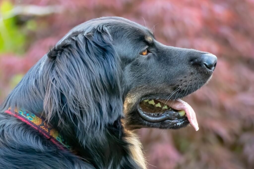 Can Dogs Eat Rib Bones? Best 7 Health Tips!
