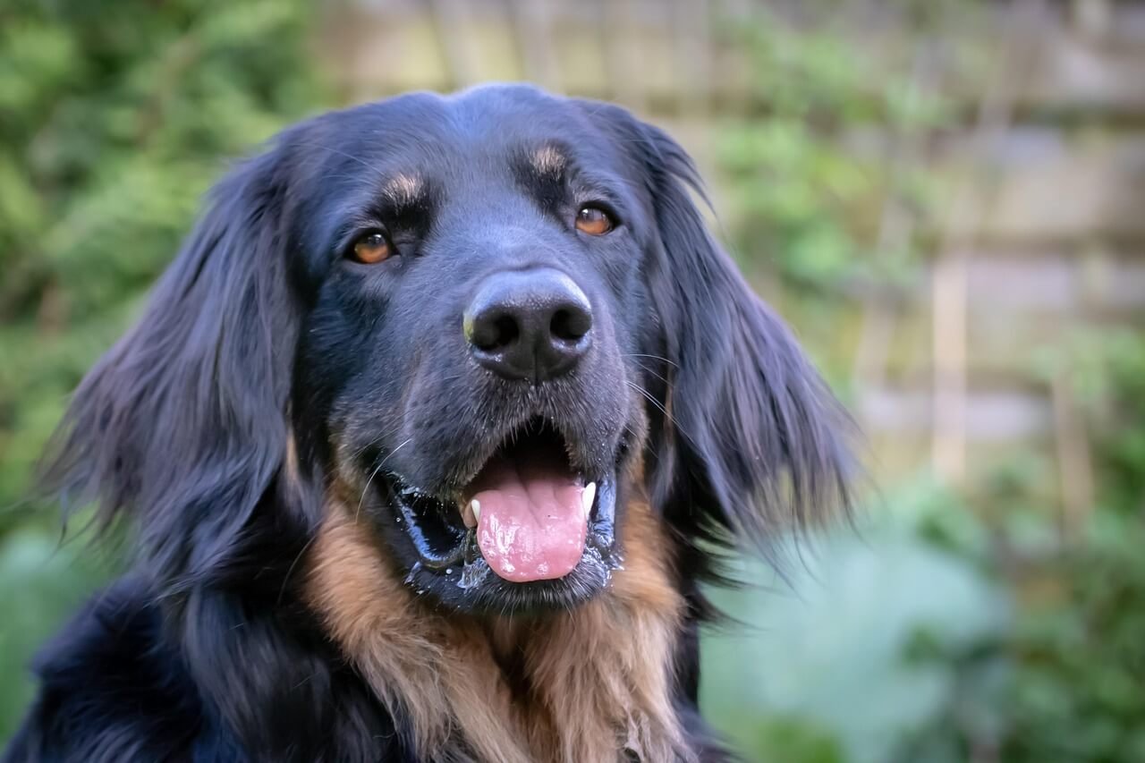 Can Dogs Have Asparagus? Best 7 Expert Tips!