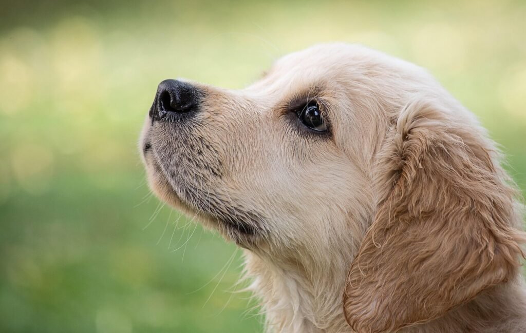 Cartoon Dog Names: Best 7 Expert Tips!