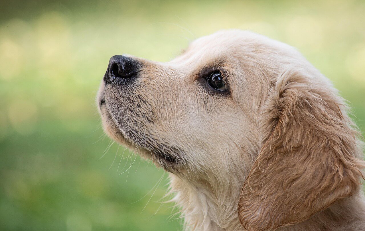 Cartoon Dog Names: Best 7 Expert Tips!