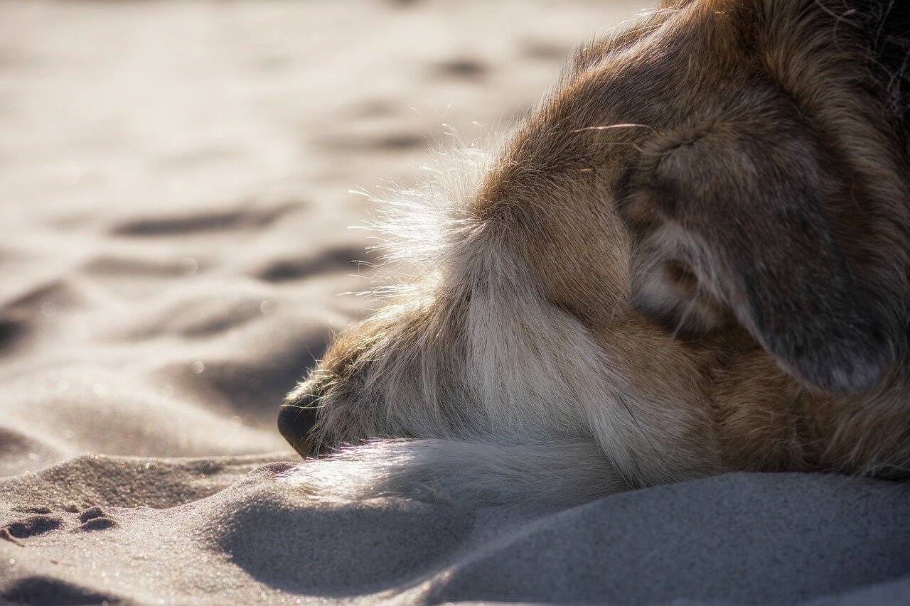 Why Does My Dog Wake Up Panting? Best 7 Health Tips!