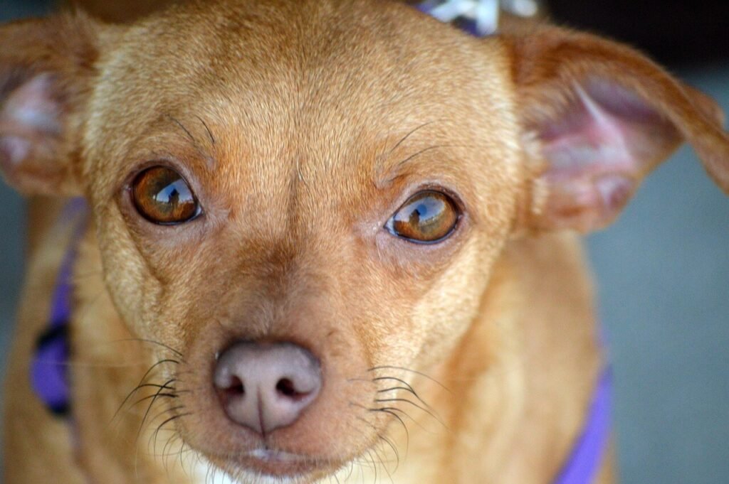 Why Is My Dog Throwing Up Undigested Food? Best 7 Tips!