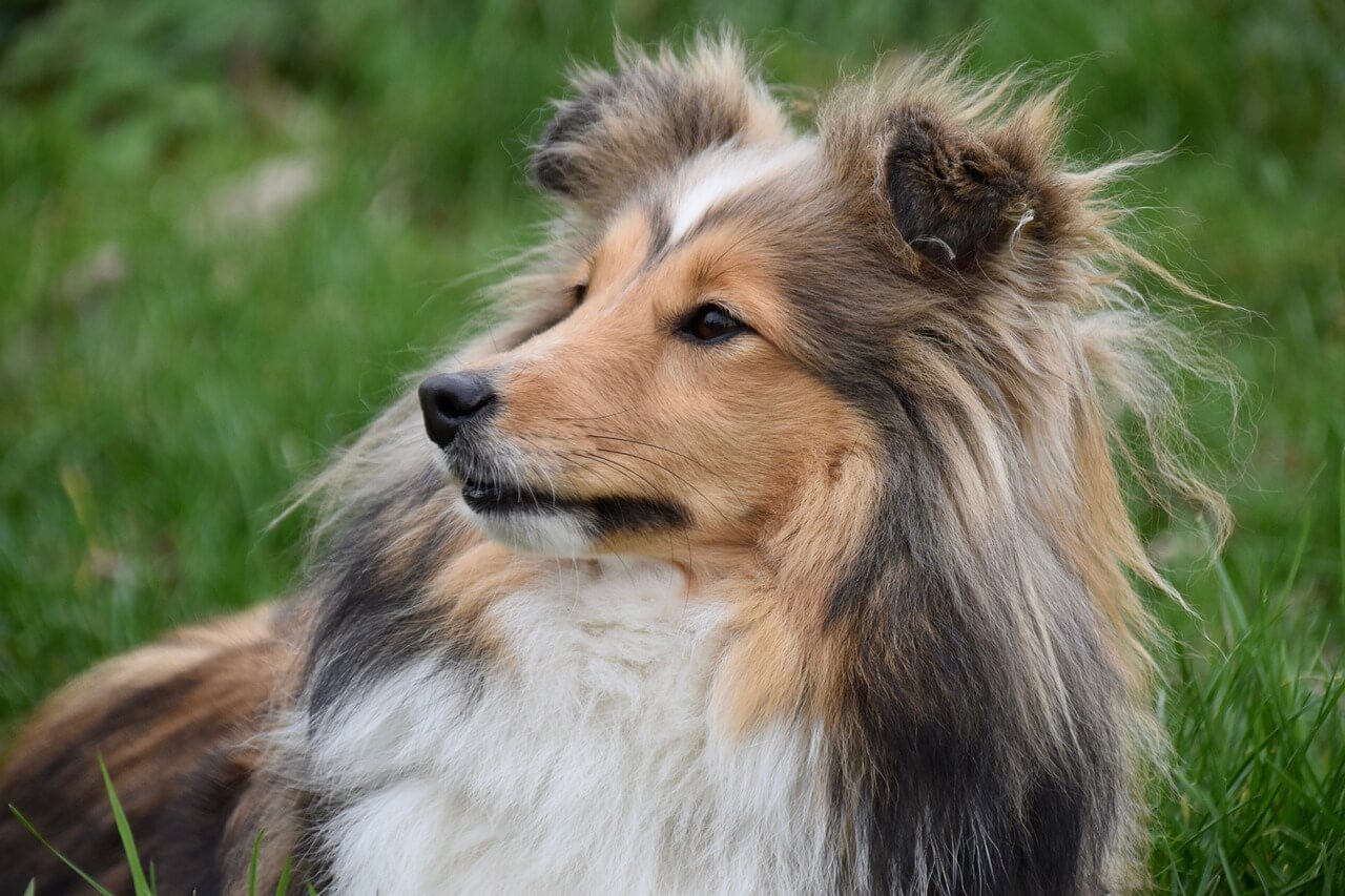 Can an Ear Hematoma Kill a Dog? Best 7 Expert Tips!