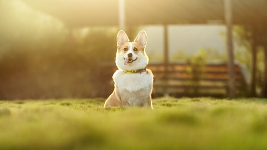 Understanding Dog Prostate Cancer Symptoms: Best 7 Tips!