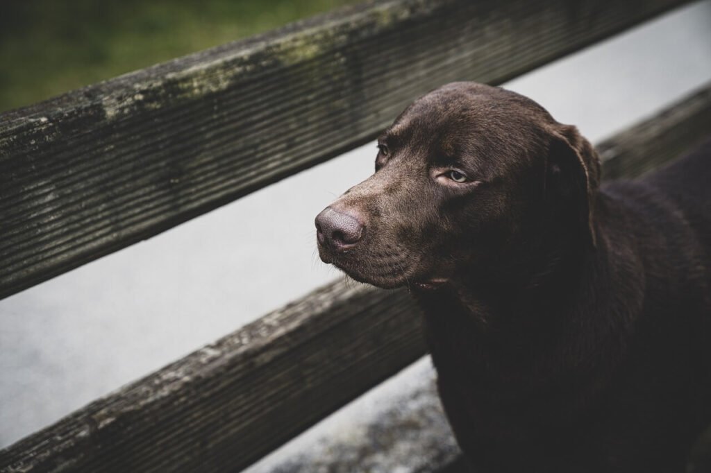 Understanding Dog Ear Canal Anatomy: Best 7 Expert Tips!