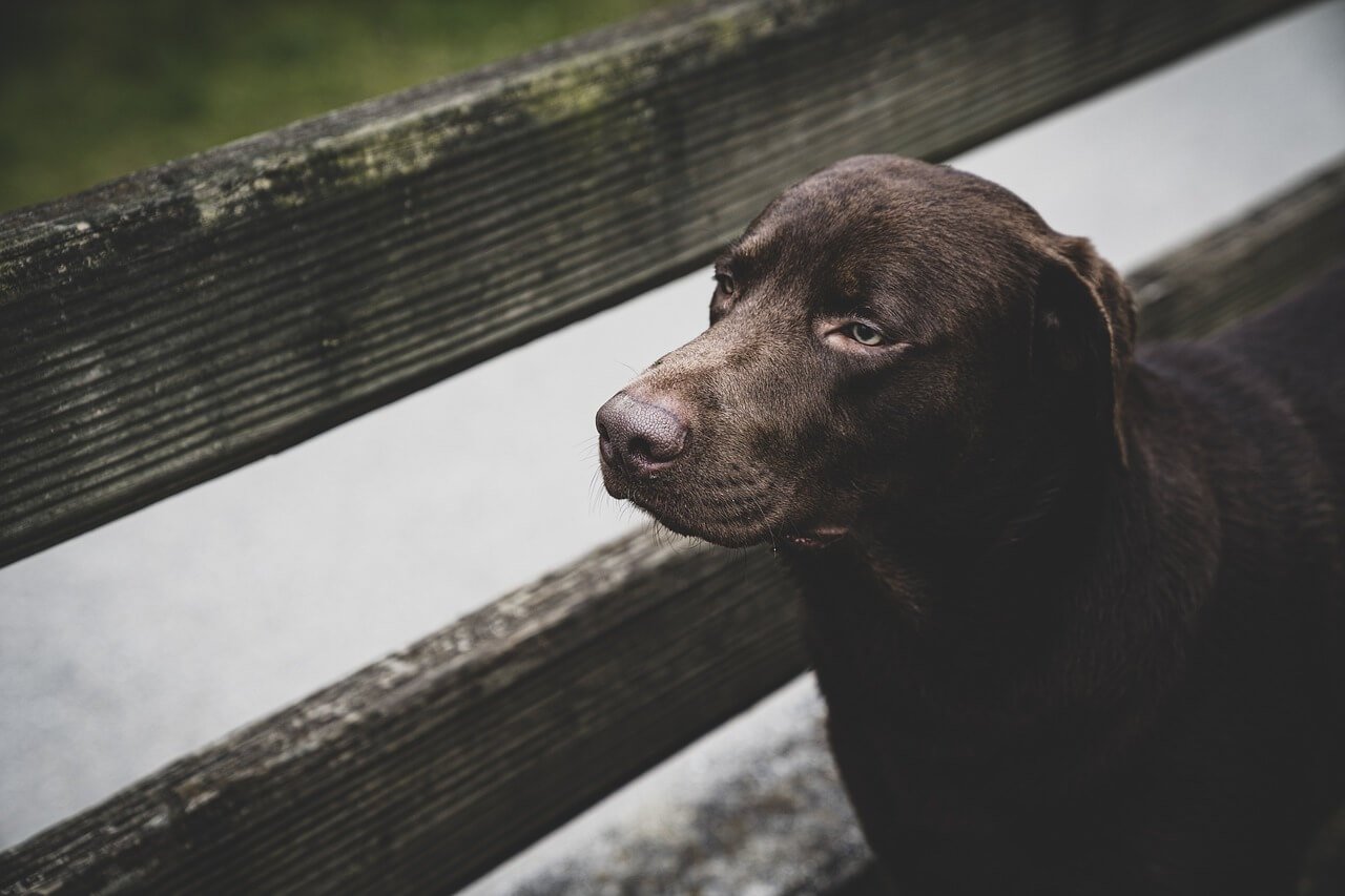 Understanding Dog Ear Canal Anatomy: Best 7 Expert Tips!