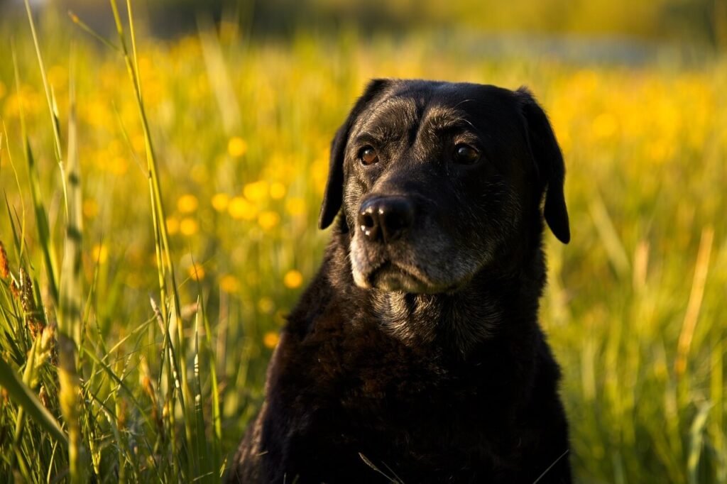 Salmon Dog Treats: Best 7 Health Tips!
