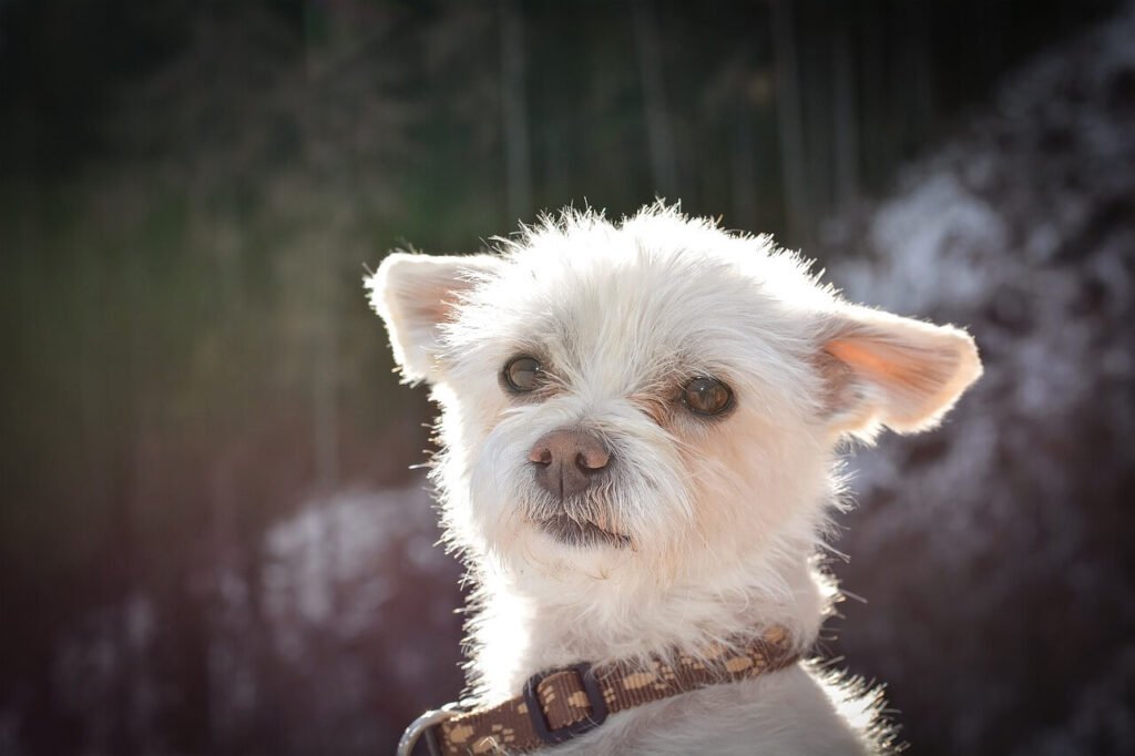 Why Is My Dogs Skin Turning Black? Best 7 Health Tips!