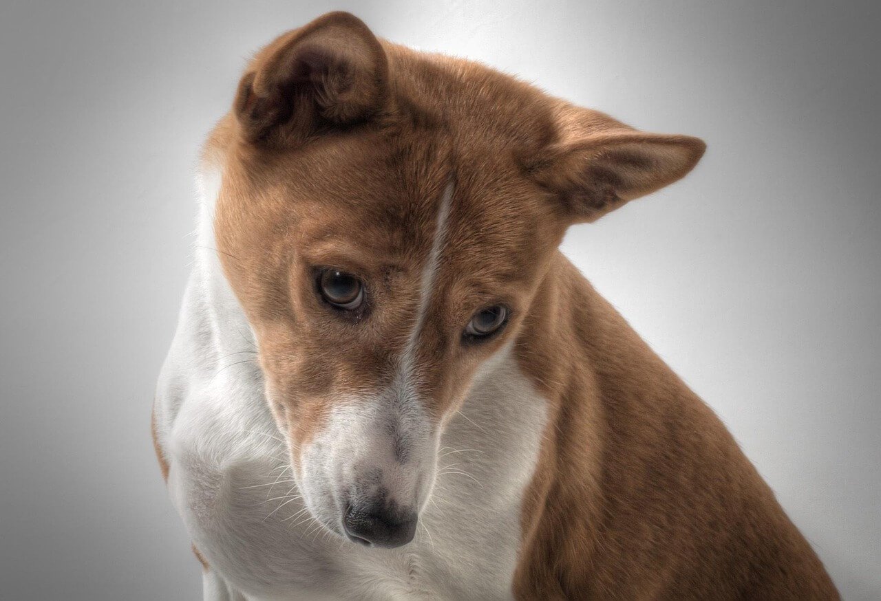 Basenji Dog Price: Best 7 Expert Tips!