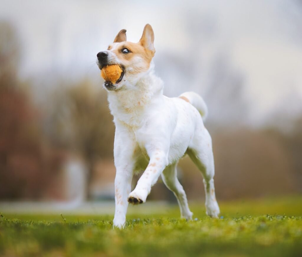 What to Do If Your Dog Ate Orange Peel: Best 7 Tips!