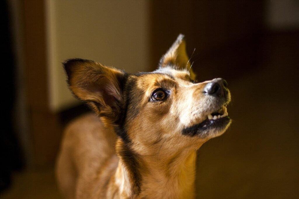How to Use a Dog Whistle: Best 7 Expert Tips!