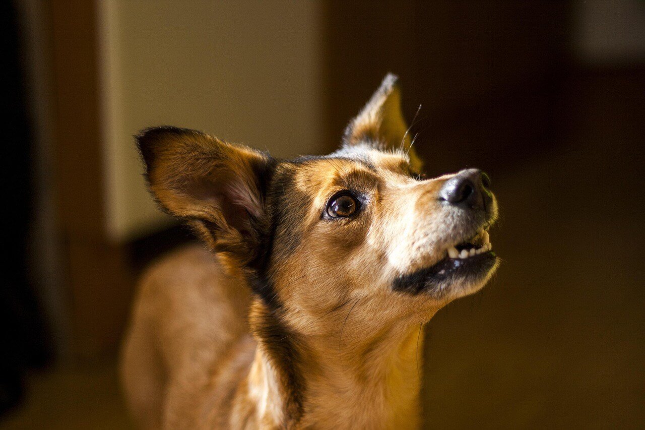 How to Use a Dog Whistle: Best 7 Expert Tips!