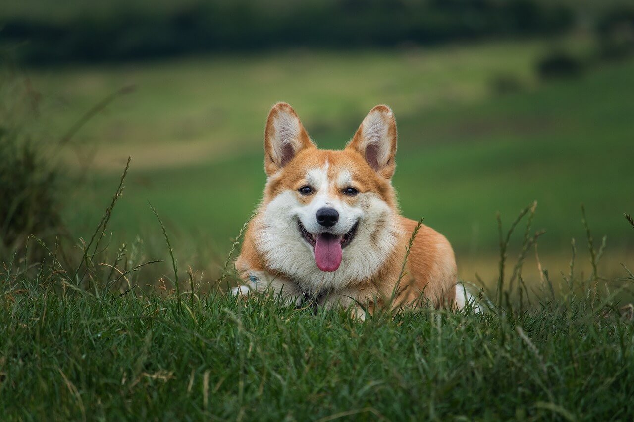 Is Fresh Dog Food Better Than Kibble? Best 7 Expert Tips!