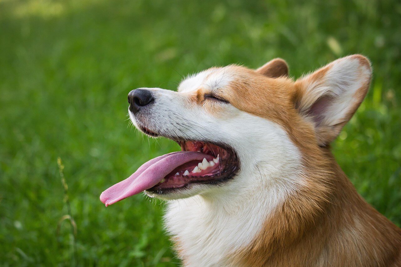 How to Use a Clicker for Dog Training: Best 7 Expert Tips!