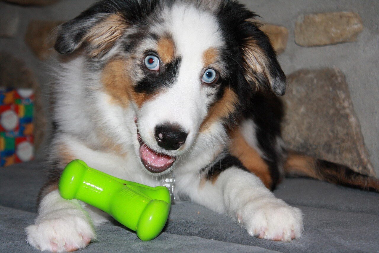Understanding Uveitis in Dogs: Best 7 Health Tips!