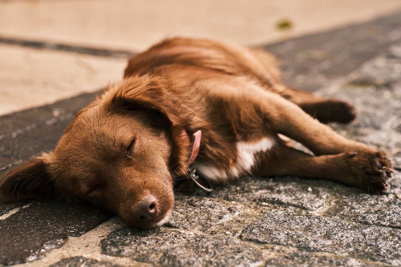 Dog Poop Starts Solid Then Soft: Best 7 Expert Tips!