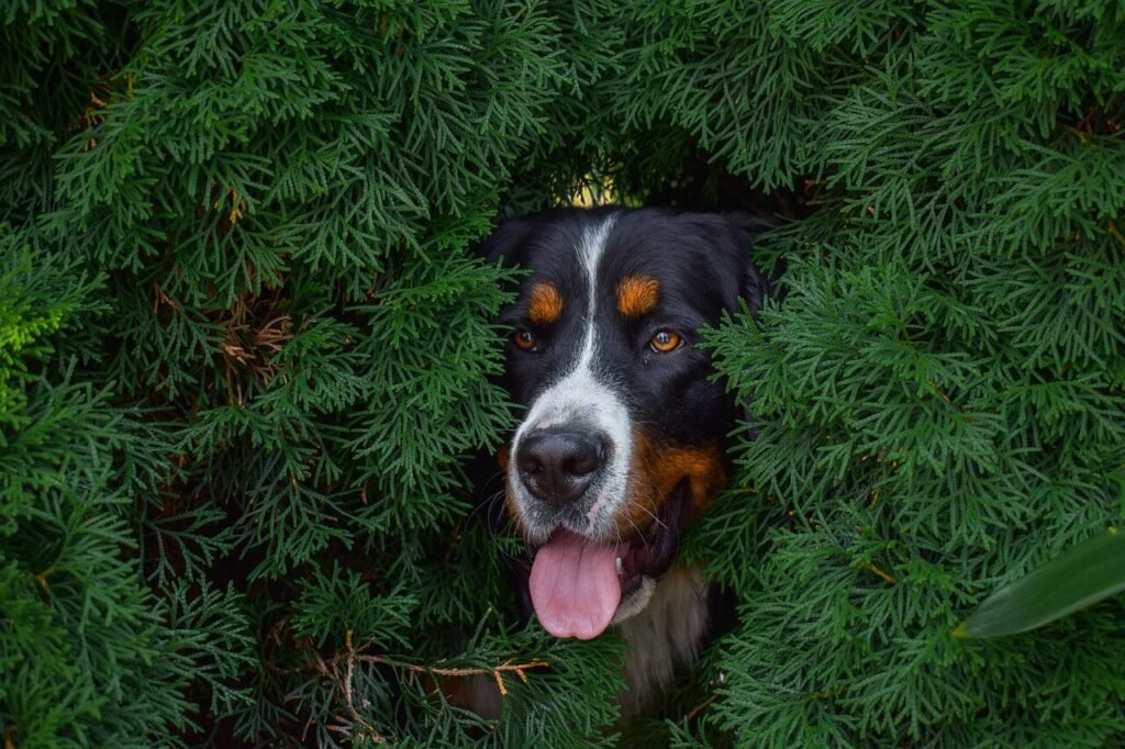Signs of Hemangiosarcoma in Dogs: Best 7 Health Tips!