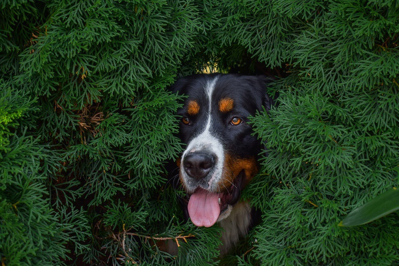 Signs of Hemangiosarcoma in Dogs: Best 7 Health Tips!