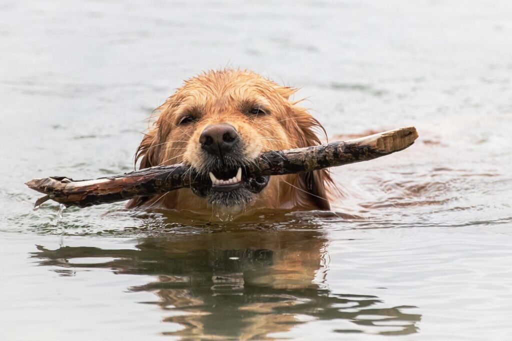 How to Teach a Dog to Fetch: Best 7 Expert Tips!