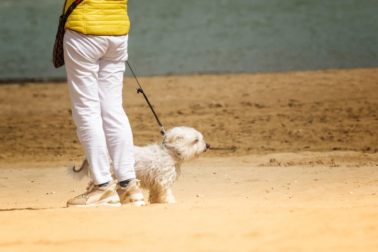 Burned Dog Paws: Best 7 Health Tips!