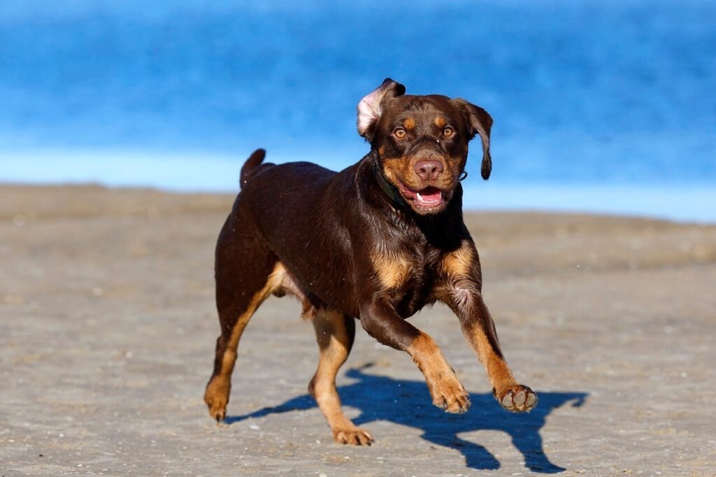 Why Is My Dog Sniffing Food But Not Eating? Best 7 Tips!