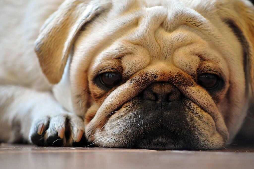 Why Do Dogs Eat So Fast? best 7 Health Tips!