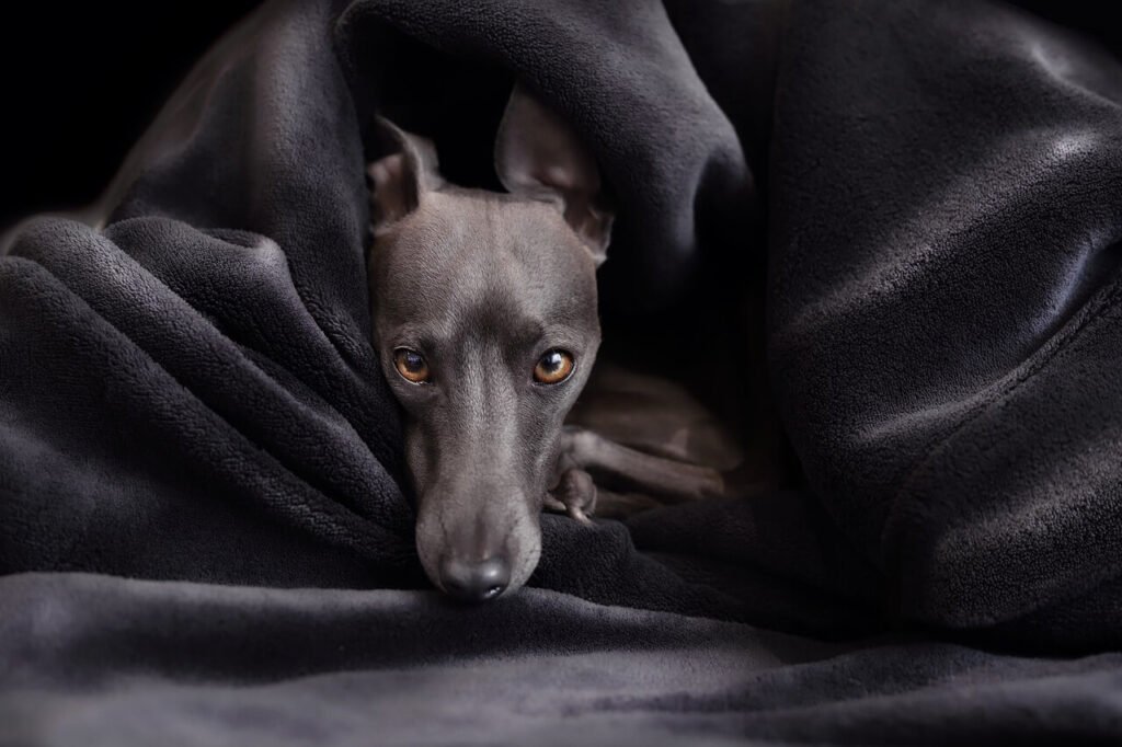 How to Tell if a Dogs Anal Glands Are Full: Best 7 Tips!
