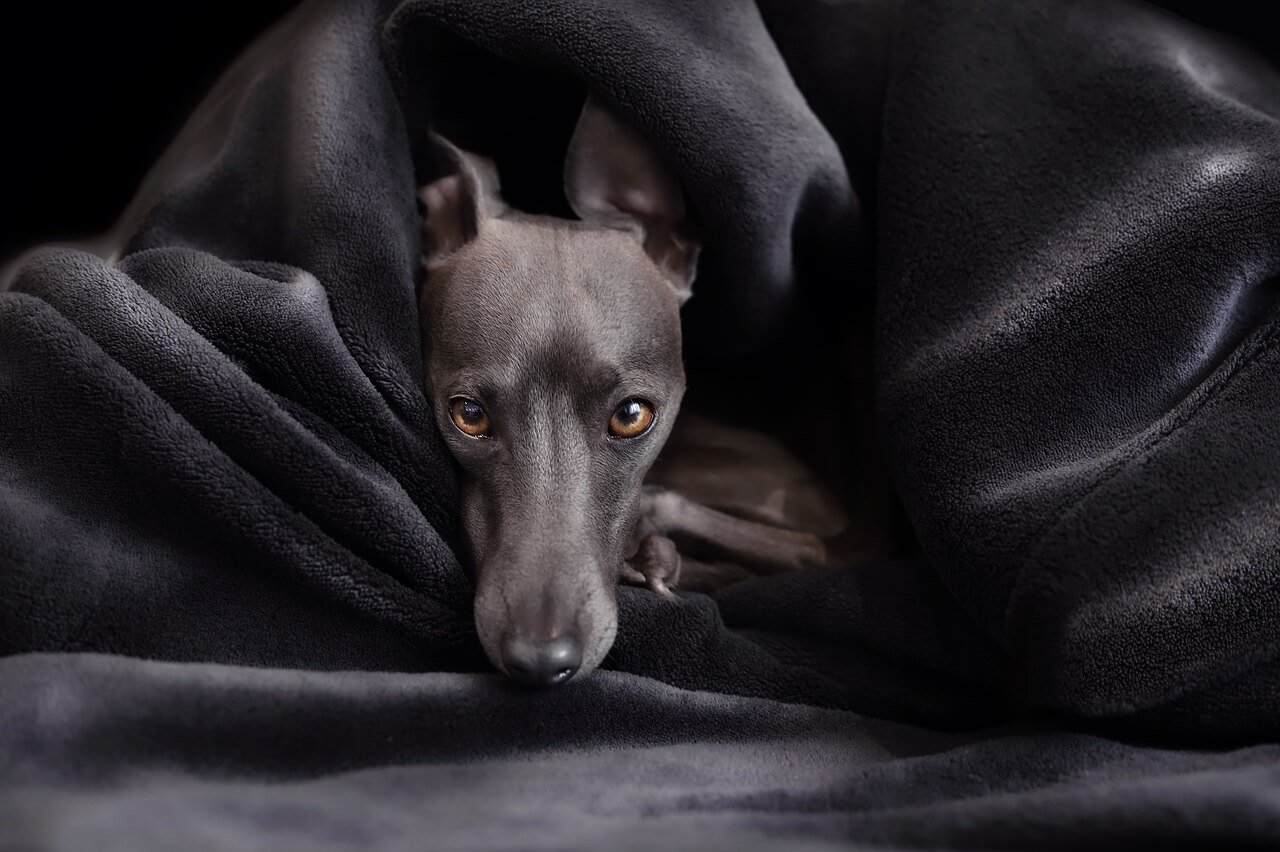 How to Tell if a Dogs Anal Glands Are Full: Best 7 Tips!