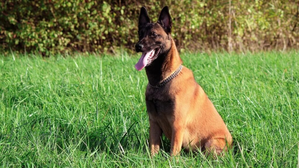 The Symptoms of High pH in Dog Urine: Best 7 Expert Tips!