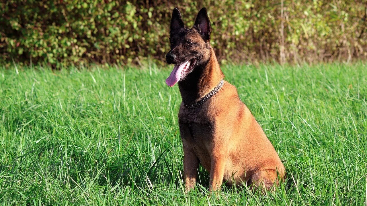 The Symptoms of High pH in Dog Urine: Best 7 Expert Tips!
