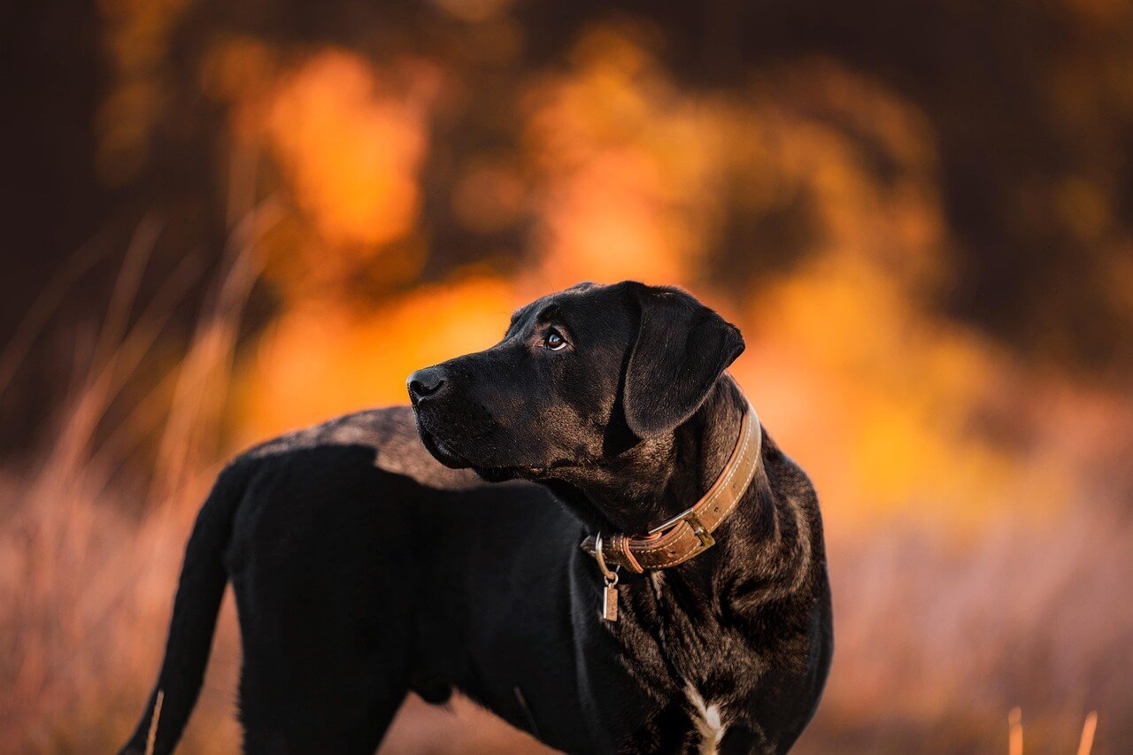 My Dog Ate Raisins: Best 7 Expert Tips!