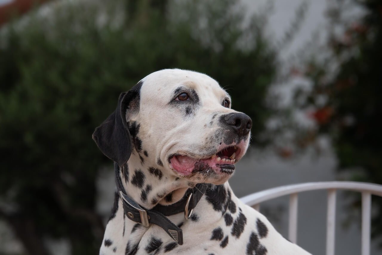 Black Crusty Scab on Dog: Best 7 Expert Tips!