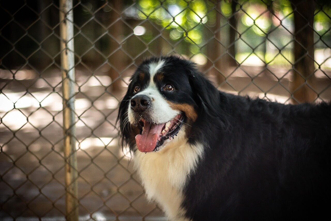 Understanding Bowel Obstruction in Dogs: Best 7 Tips!