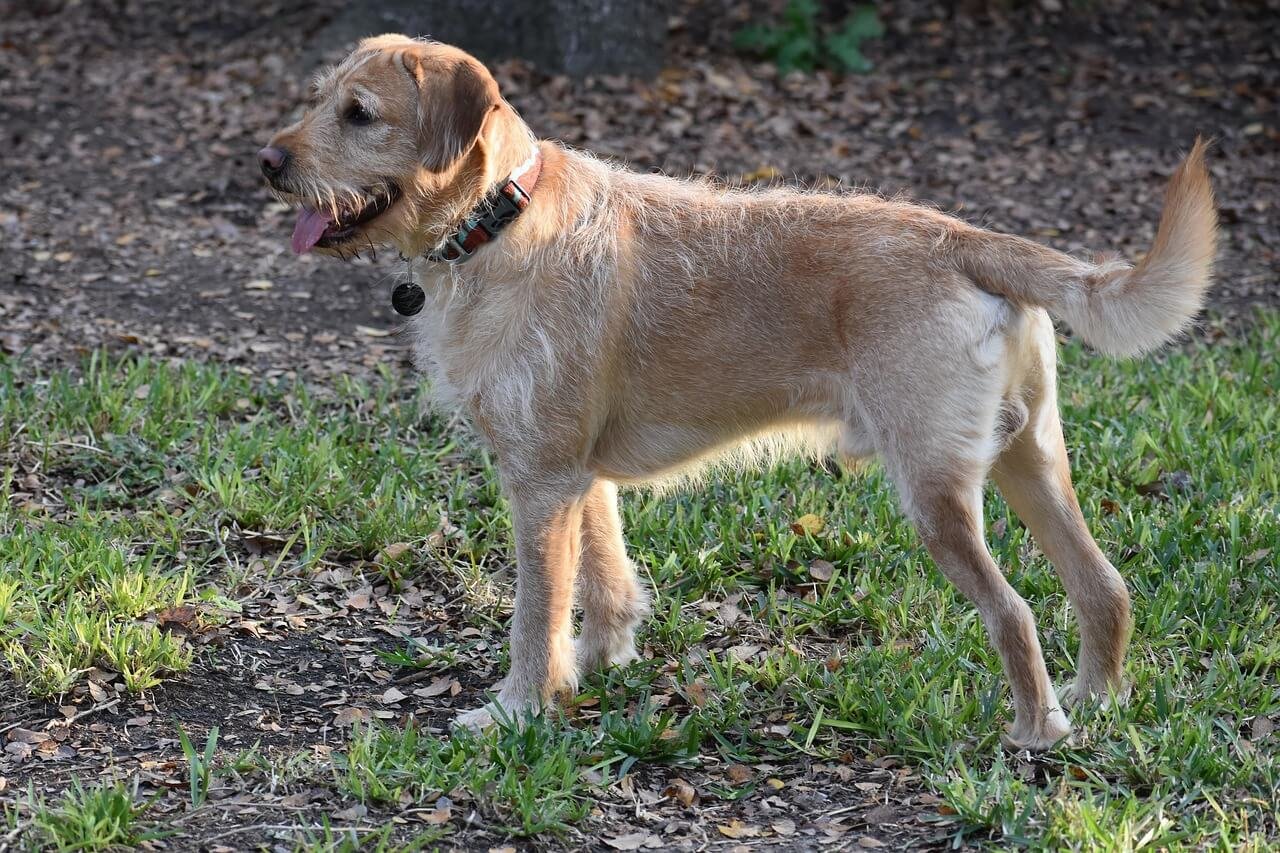 What to Do If Your Dog Ate Cat Litter: Best 7 Tips!