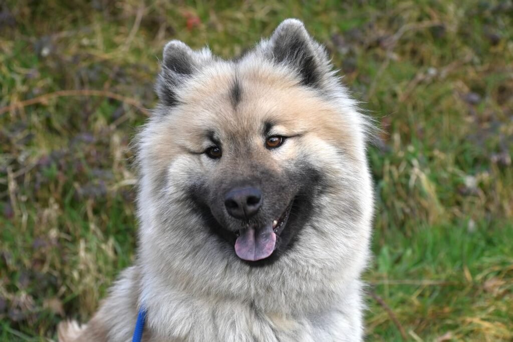 Homemade Dog Muzzle: Best 7 Expert Tips!