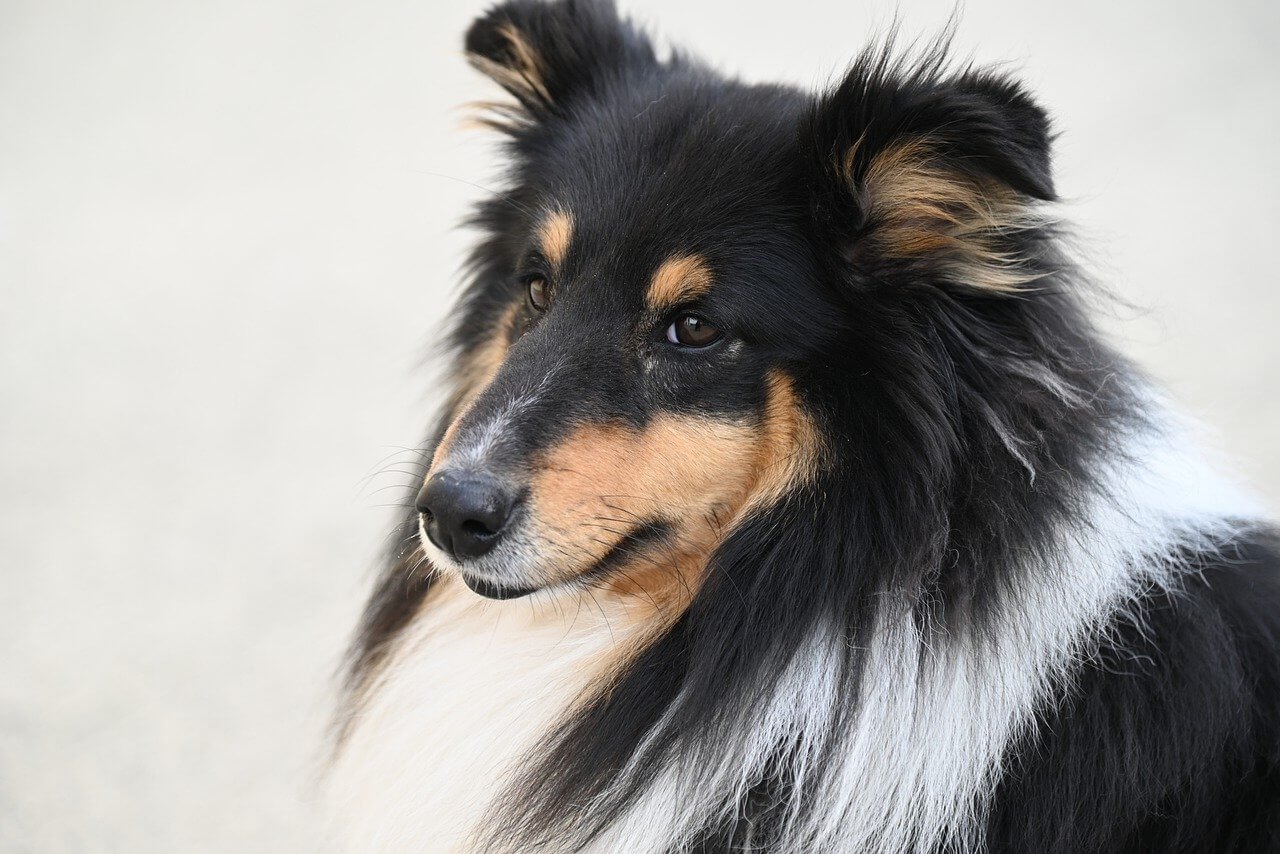 Can Dogs Eat Mango? Best 7 Health Tips!
