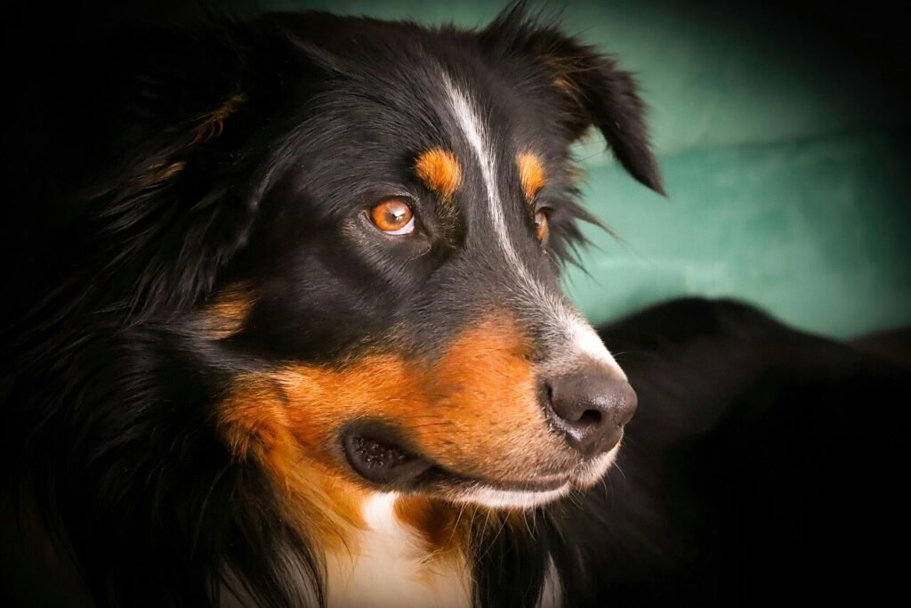 Understanding Dog Paw Bleeding: Best 7 Expert Tips!