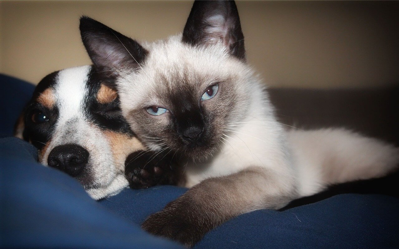 What Age to Introduce a Kitten to a Dog: Best 7 Tips!