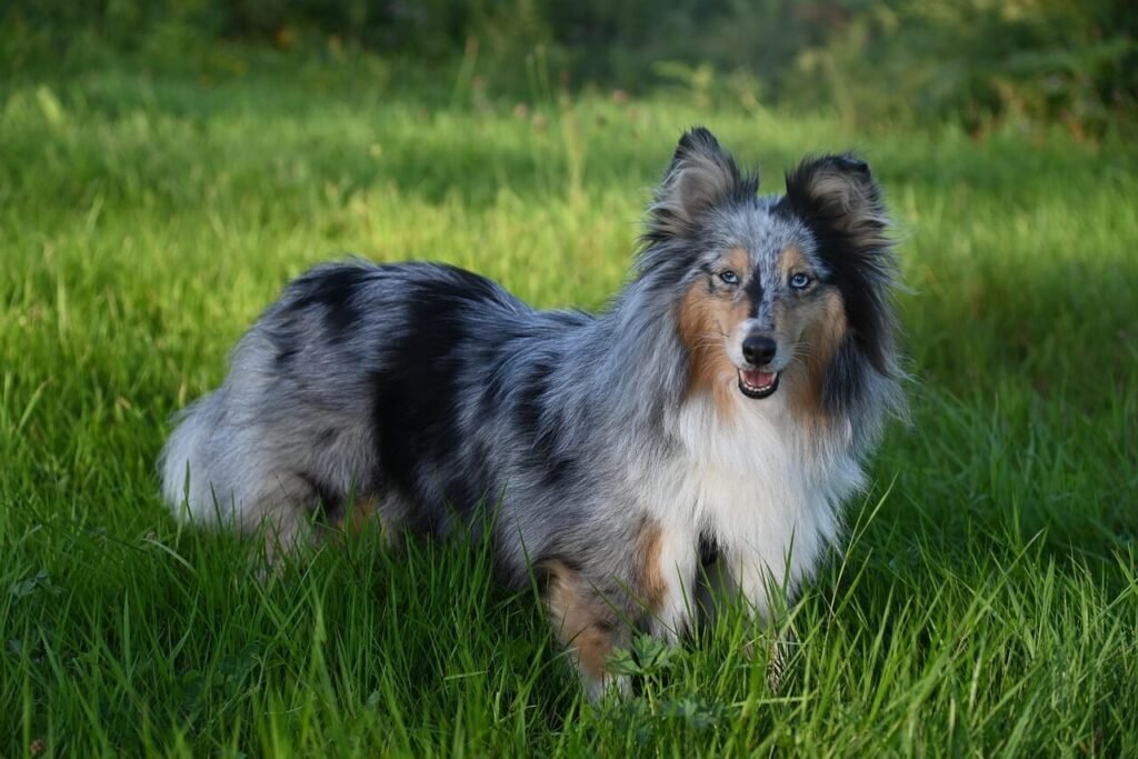 Understanding Dog Nasal Mites: Best 7 Health Tips!