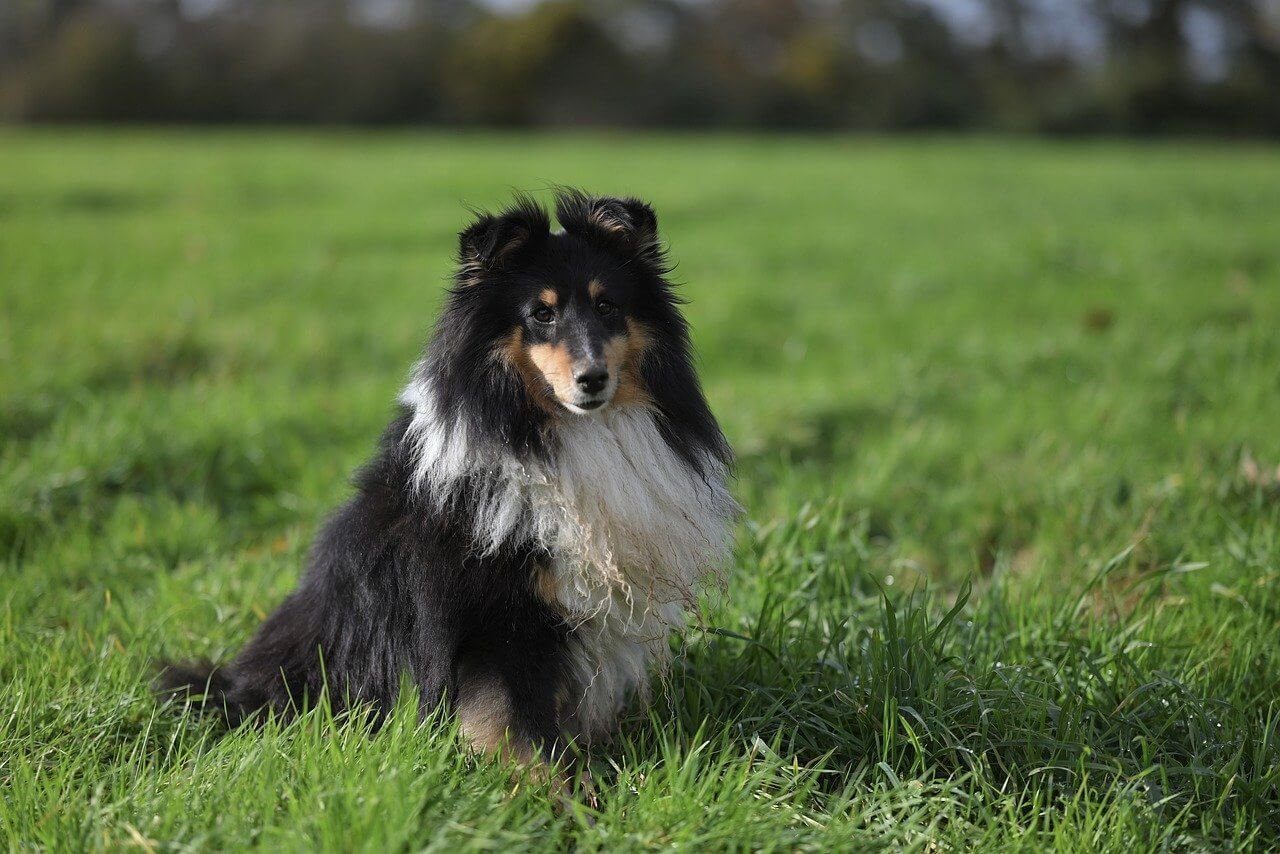 Understanding a Swollen Prostate in Dogs: Best 7 Tips!