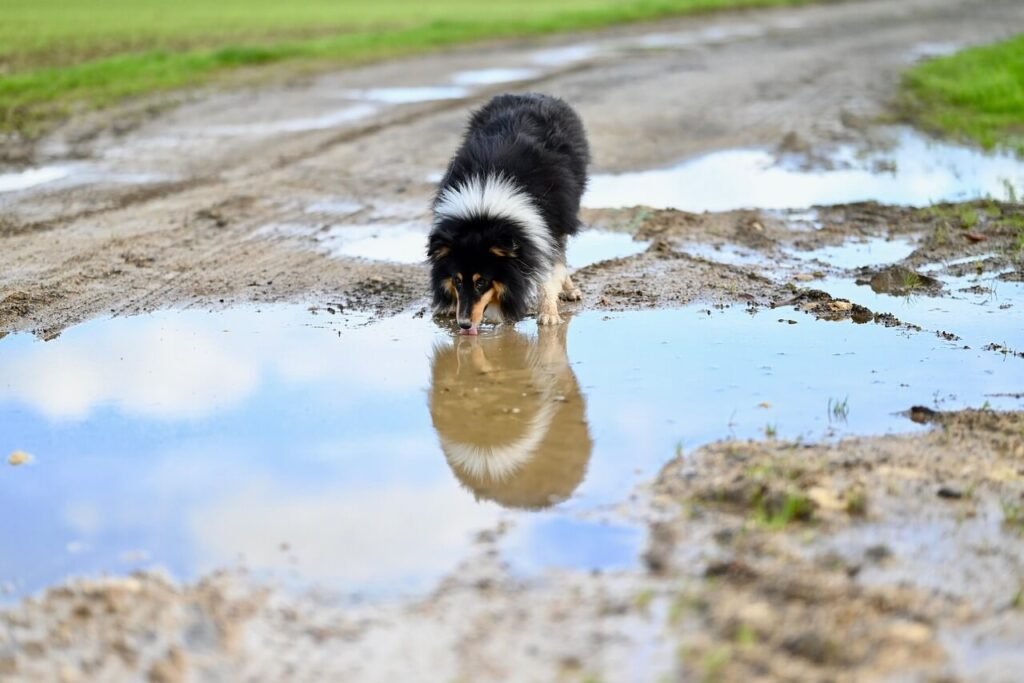 Why Does My Dog Stink After a Bath? Best 7 Tips!