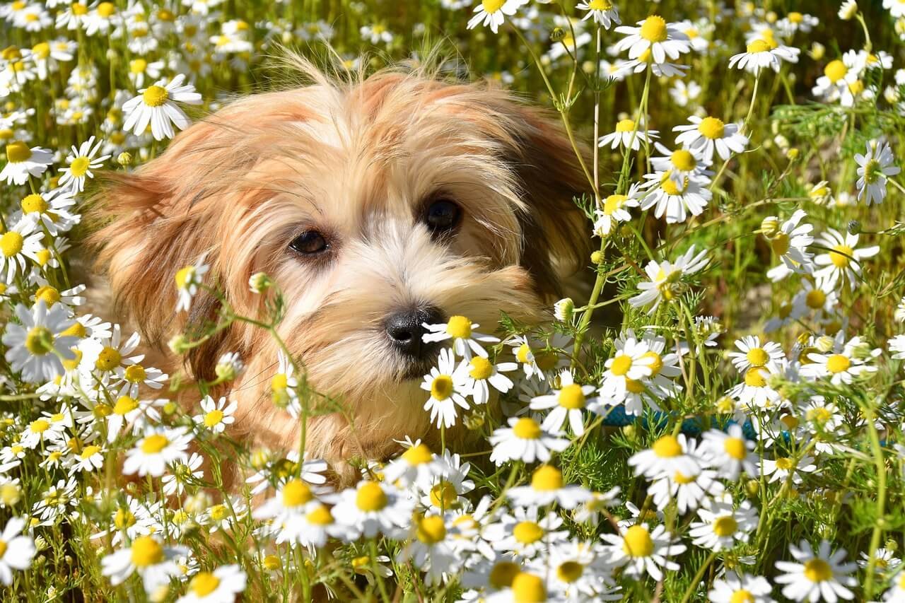 Can Dog Poop Be Used as Fertilizer? Best 7 Expert Tips!