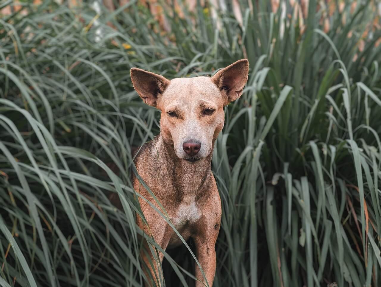 Does My Dog Know I Love Him? Best 7 Expert Tips!