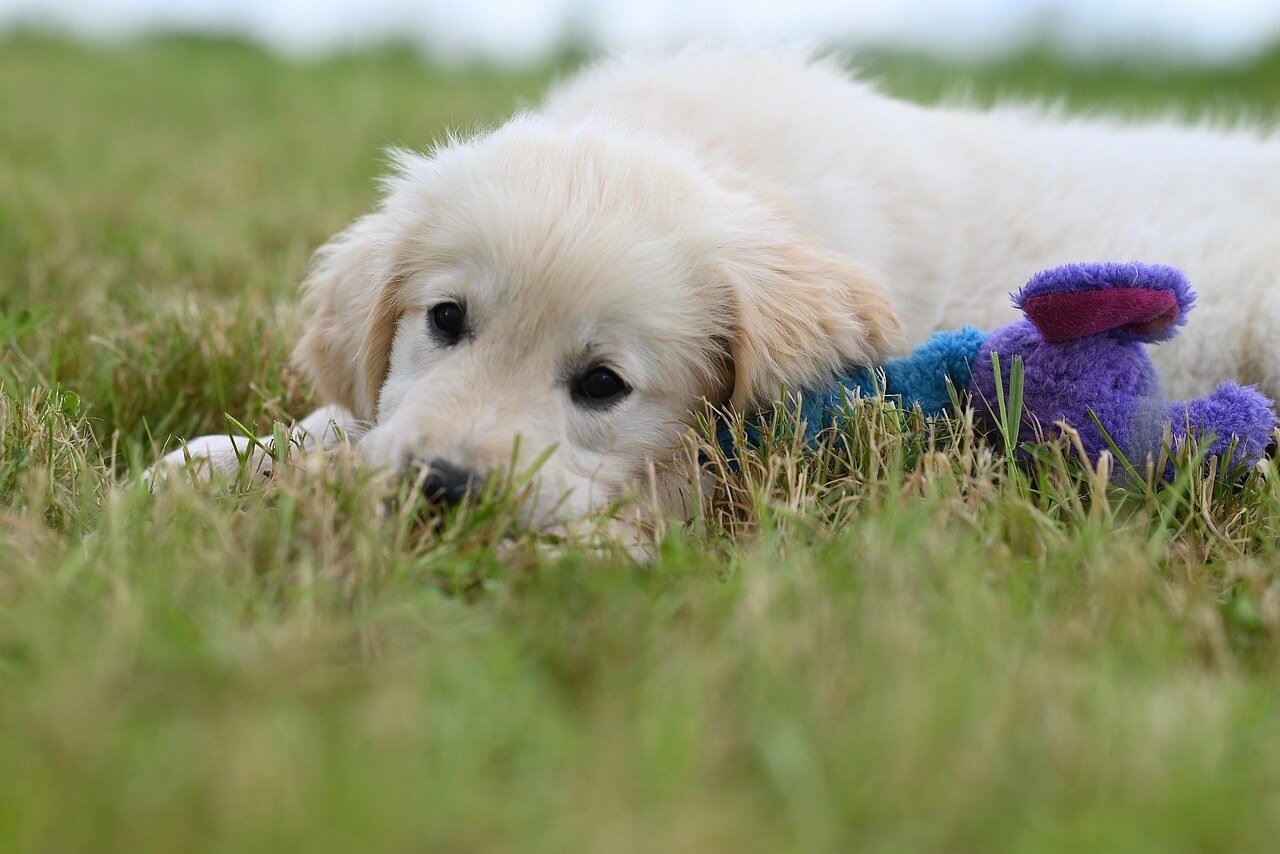 The Most Affectionate Dog Breeds: Best 7 Expert Tips!